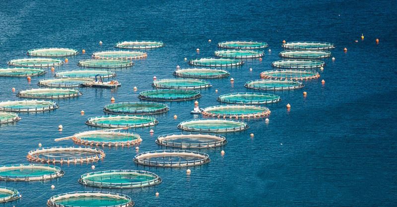 fish culture in cages